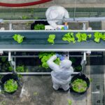 food conveyor belt